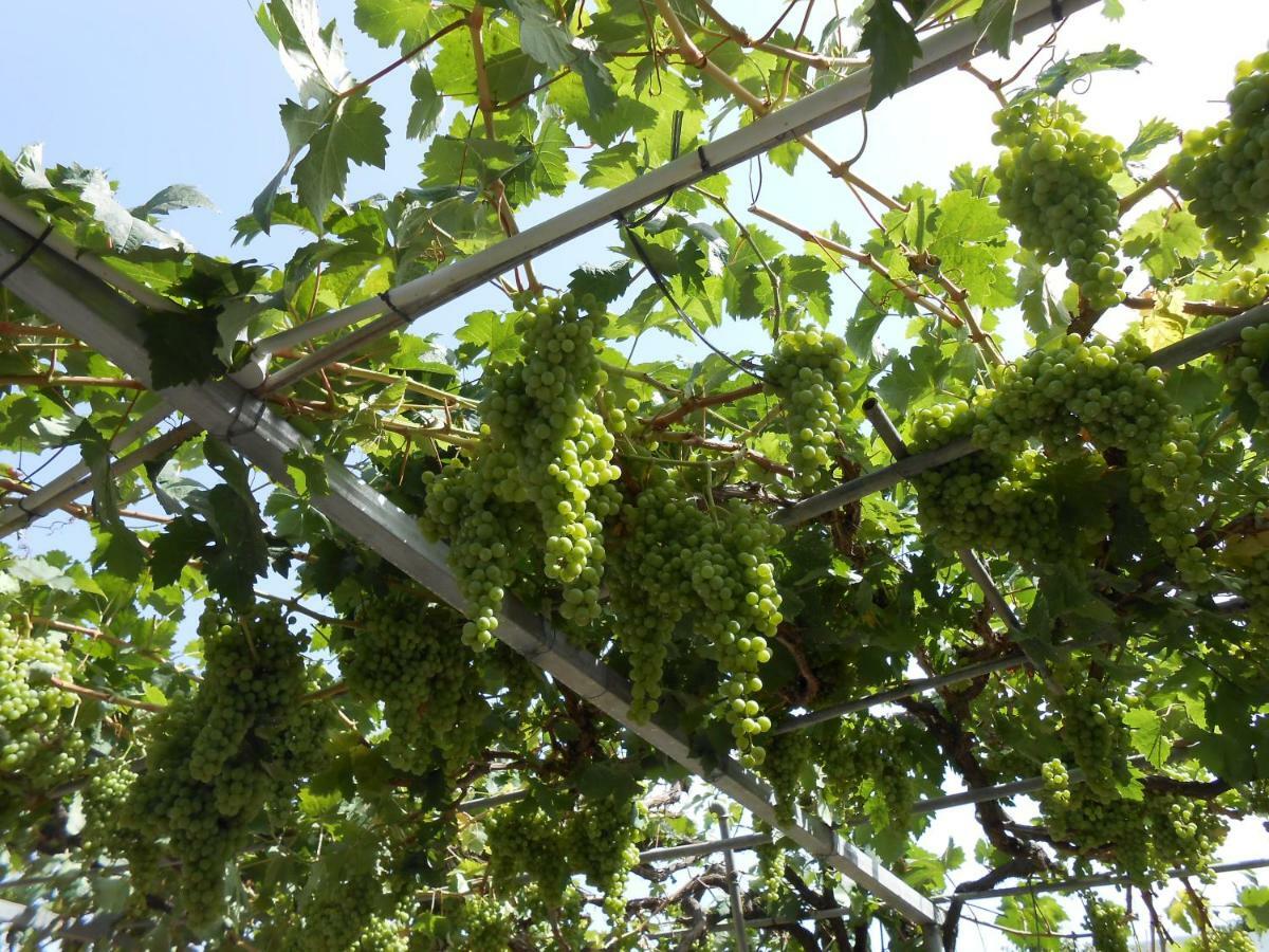 Casitas Las Uvas Y Las Vinas Los Realejos Exterior foto