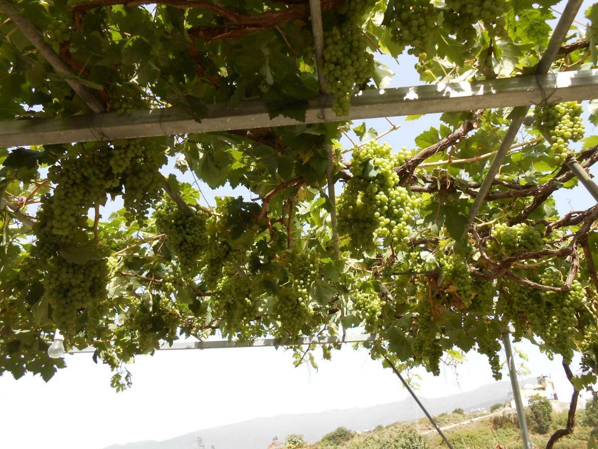 Casitas Las Uvas Y Las Vinas Los Realejos Exterior foto